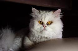 开云体育app-闪电突袭安联，2026世界杯C组生死战，德国用极致反击碾碎匈牙利铁壁