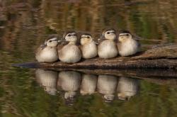 开云体育登录-戈贝尔让新疆队篮下变禁飞区，爵士狂胜演绎现代篮球美学