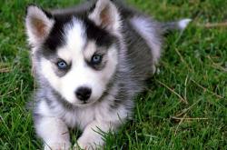 开云体育APP下载-死地炮火连天，赵继伟一息活局，辽宁悬崖边的战术革命与人性涅槃