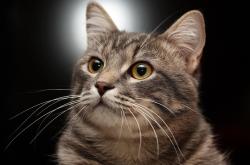 开云体育-北欧风暴席卷西班牙，芬兰战术制霸马德里竞技，弗拉霍维奇帽子戏法主宰胜负走向