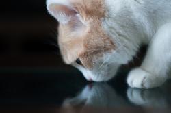 开云体育平台APP-厄德高一点引爆，加纳一线压制，两种爆发的艺术