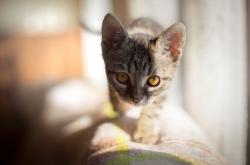 开云sport-在赛车引擎咆哮中，他投出了决胜三分