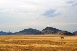 开云体育官网-基耶萨爆发拯救皇马，补时绝杀爱尔兰