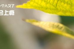 开云体育中国-橙衣军团的利剑，卡马文加高光助荷兰战胜美国问鼎