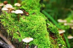 开云体育登录-跨界启示录，哈利伯顿的爆发与吉林队的强压，映照独行侠的攻守困境