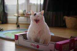 开云体育官网-北欧神话续写，厄德高在奥运前夜的冰与火接管—当挪威的寒刀割裂蓝黑之梦