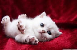 开云体育登录-1.冰与火之歌，班凯罗总决赛首秀，改写历史的一夜