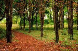 开云体育app-跨界交响，鹈鹕团队之力带走森林狼，杰伦格林欧冠决赛的篮球诗篇