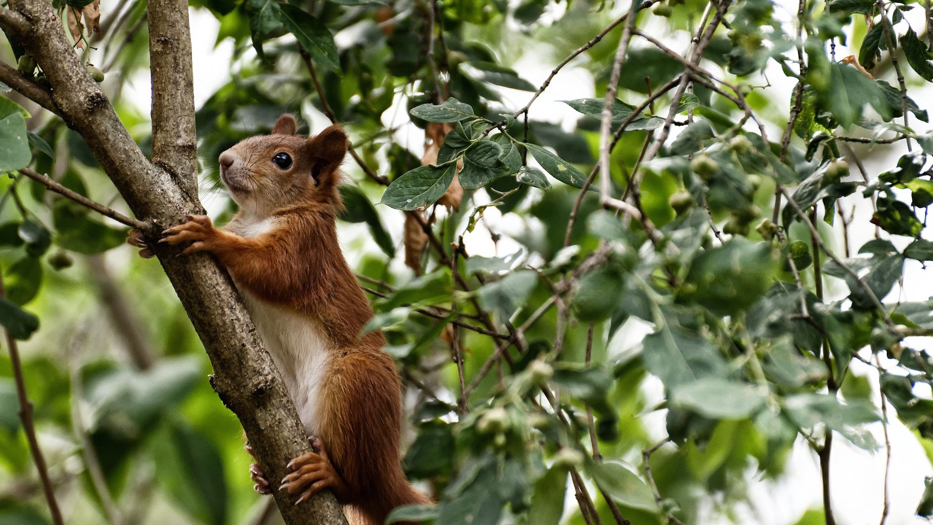 不被传颂的完胜,当格列兹曼的精神成为中国逆袭的密钥