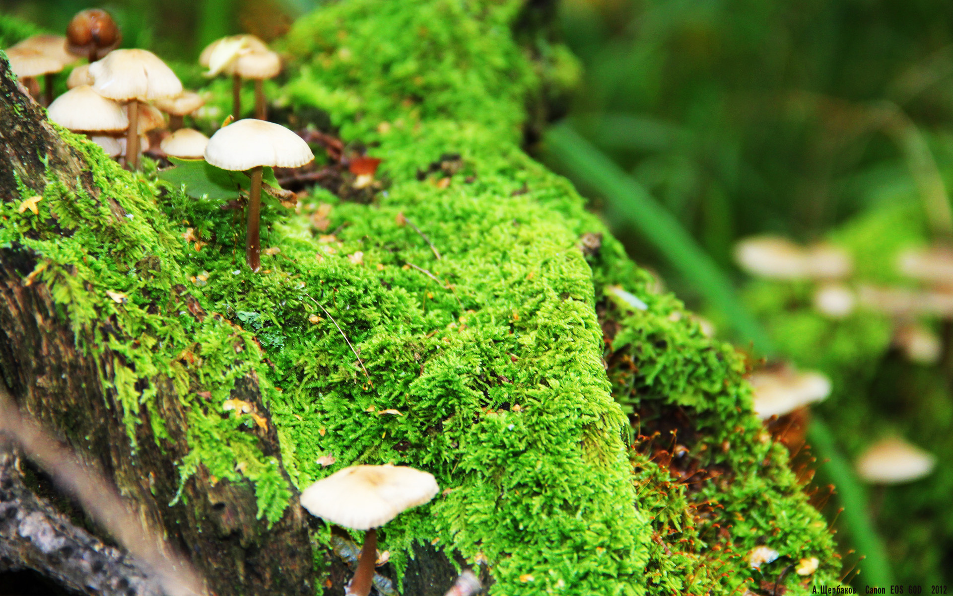 新王加冕！联合杯铁王座下，戴维斯杯的王权黄昏