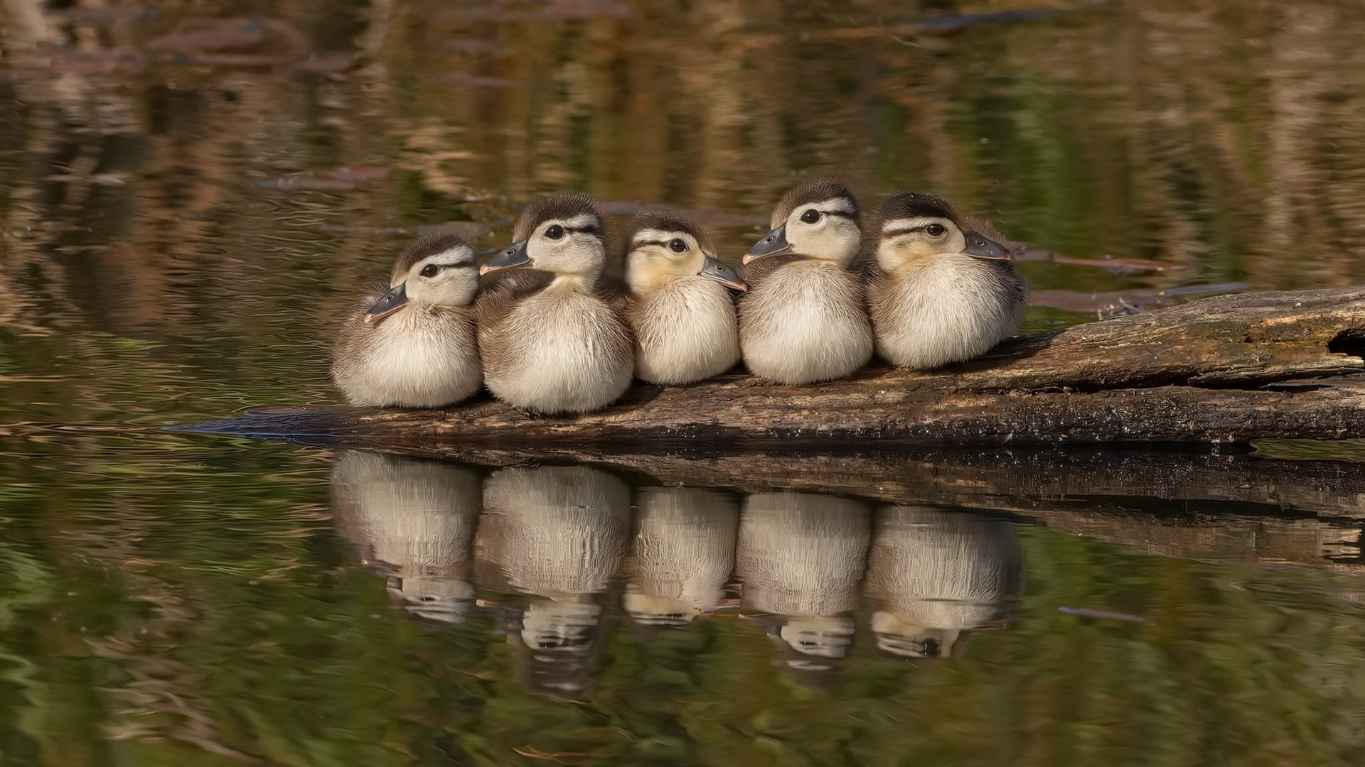 戈贝尔让新疆队篮下变禁飞区,爵士狂胜演绎现代篮球美学