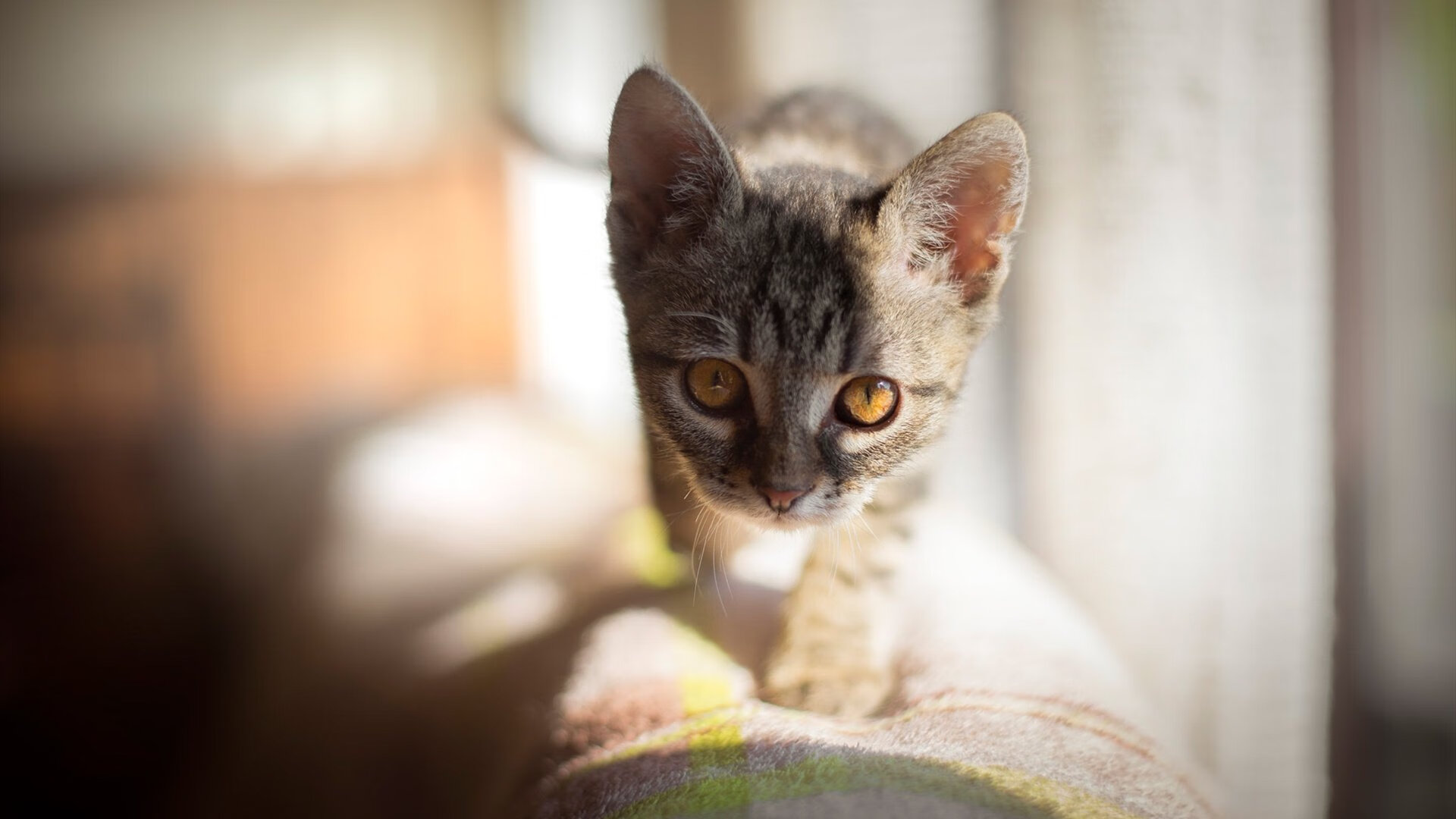 欧陆烽烟起，巴黎鏖战瑞典，神锋莱万破阵定乾坤