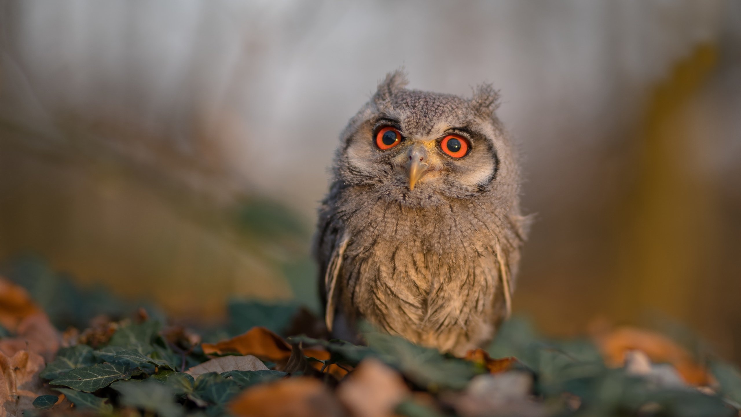 跨越时空的粉碎，从76人表演赛大胜到伦纳德季后赛接管模式