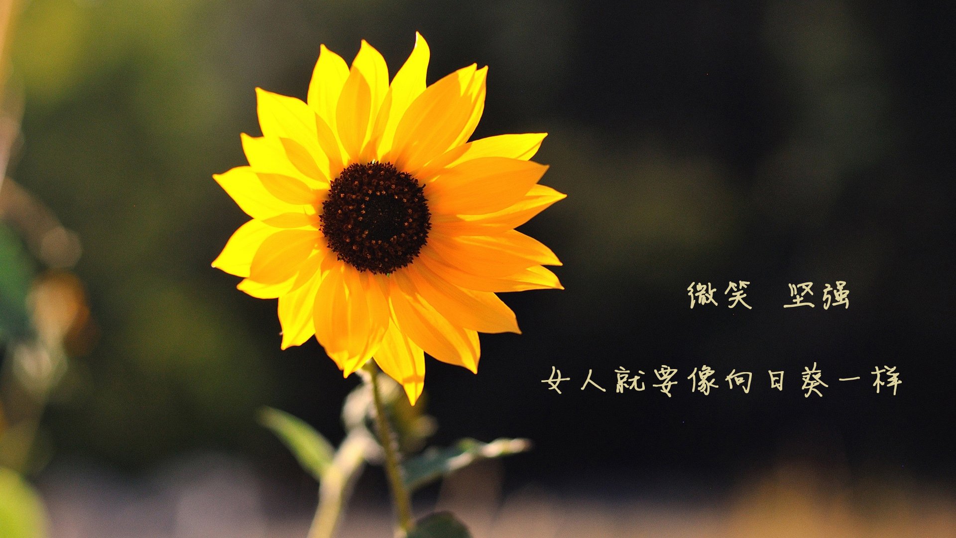 跨界唯一性,曼联梦幻击败乌拉圭,佩德里F1揭幕战上演接管奇迹