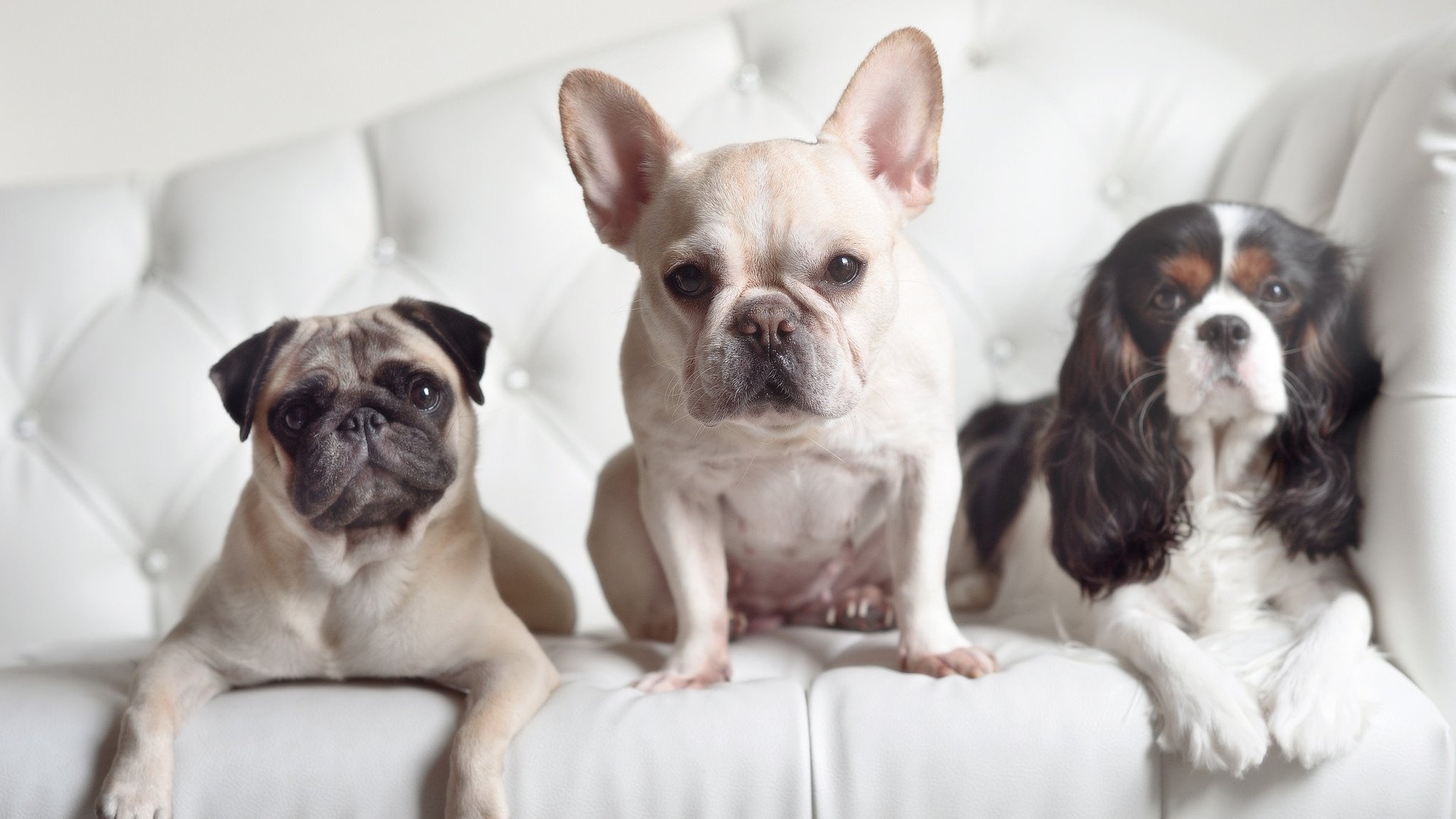 圣西罗的叹息，当红黑洪流淹没东欧铁骑，魔笛在地缘足球的裂缝中奏响独唱