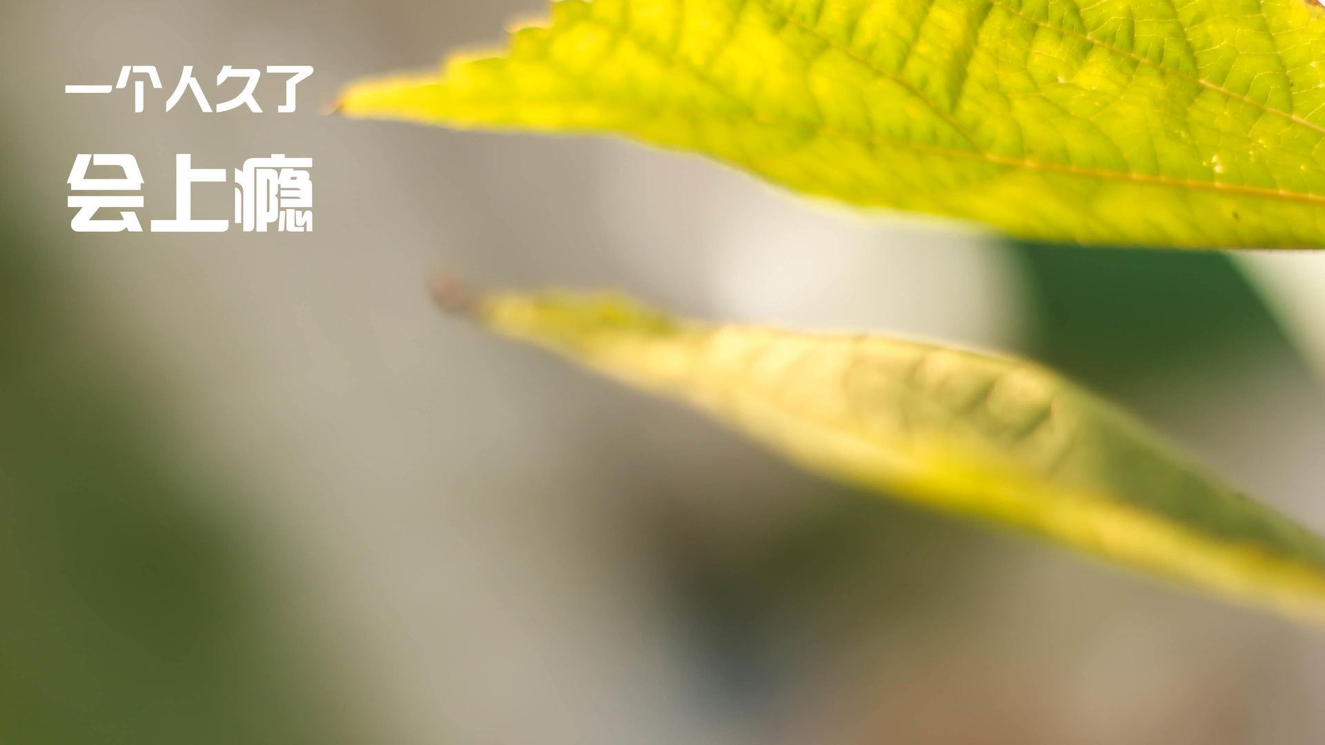 橙衣军团的利剑,卡马文加高光助荷兰战胜美国问鼎