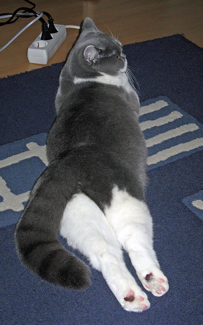 橙衣军团的利剑,卡马文加高光助荷兰战胜美国问鼎