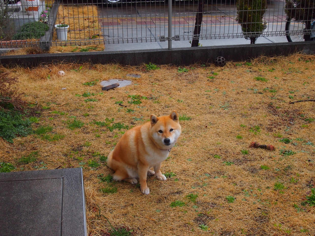 跨界烽火,当勒沃库森遇上波斯铁骑,唯一的中场新王京多安如何让进攻端无人可挡?