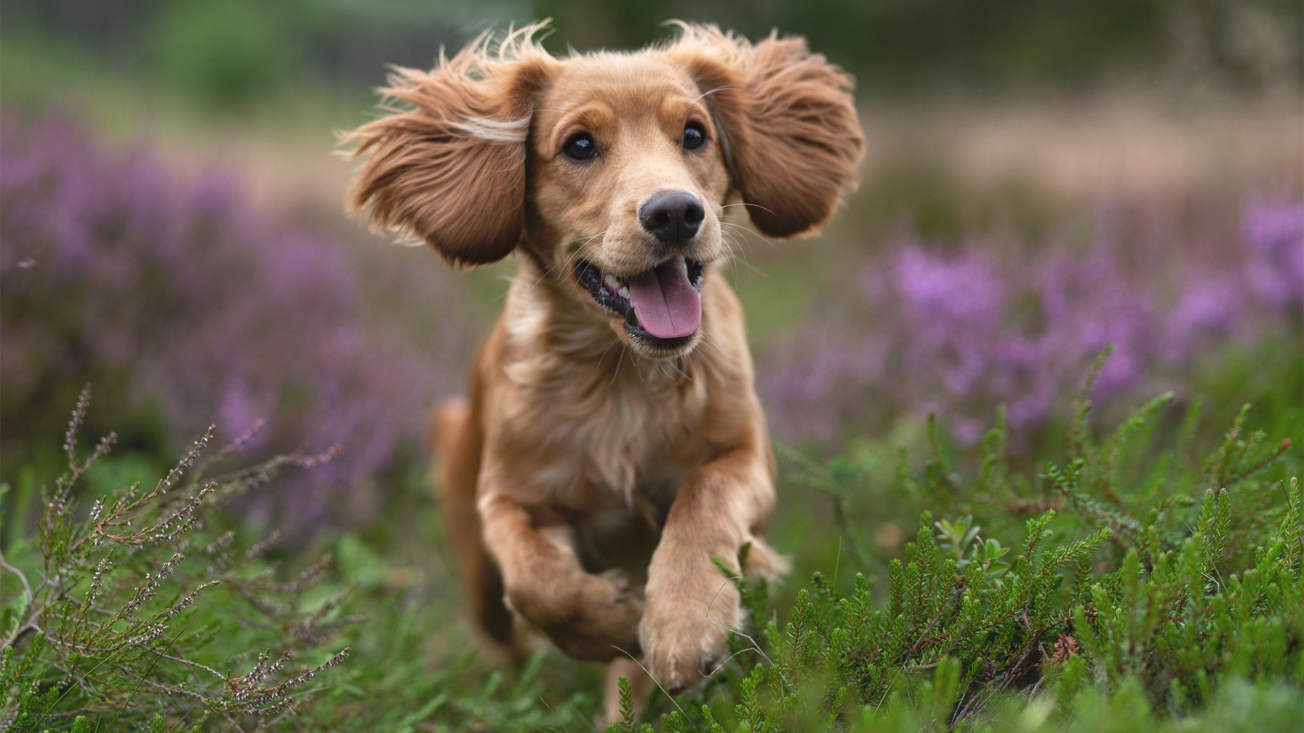 镜花水月对决夜，当广东宏远隔空约战尼克斯，哈登如何用一场不存在的比赛定义存在？