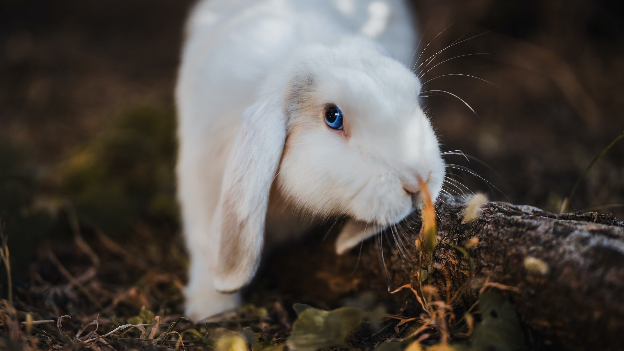 球场鬼火亮起时,加维用燃烧的右脚写下了争冠神话