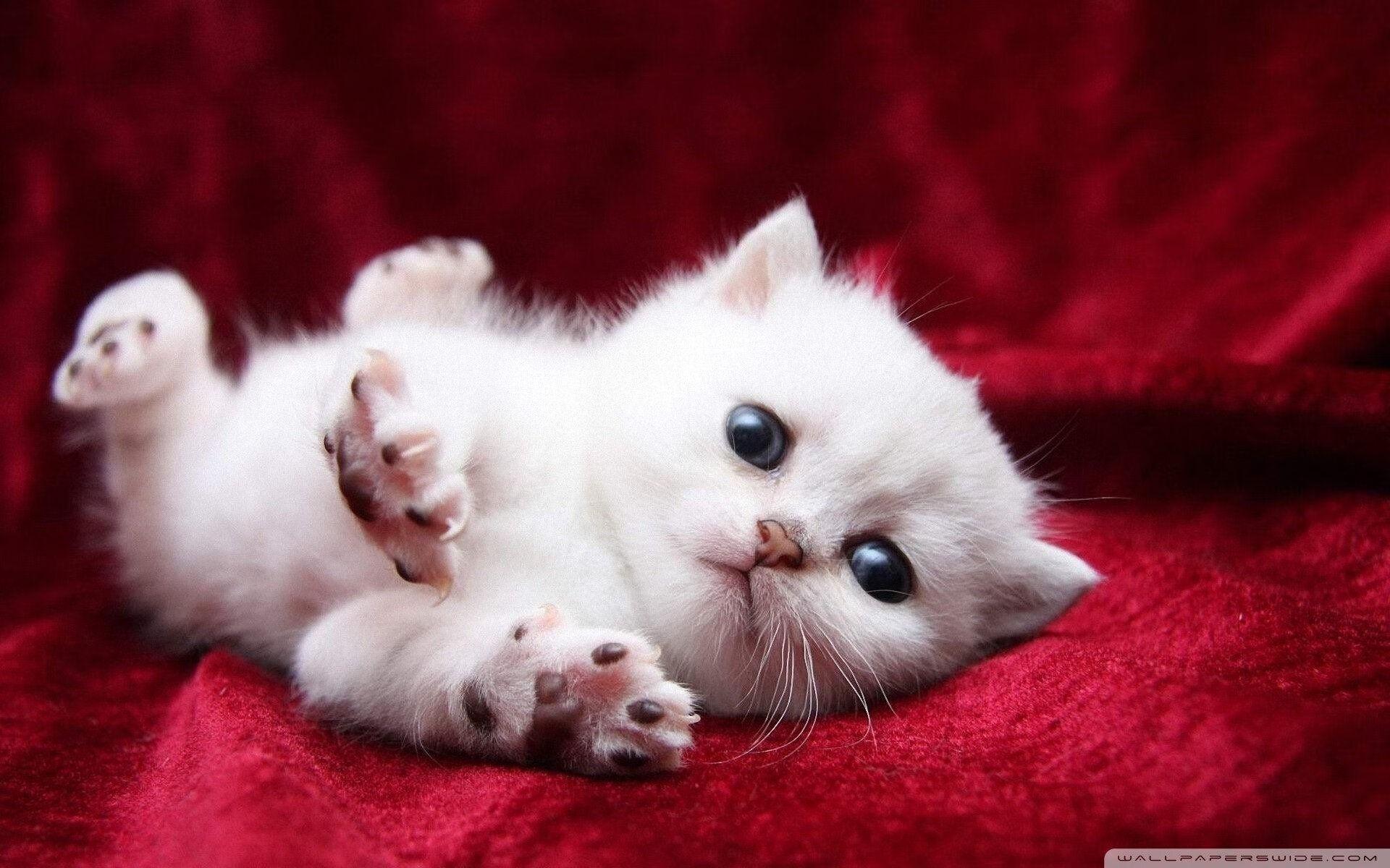 1.冰与火之歌，班凯罗总决赛首秀，改写历史的一夜