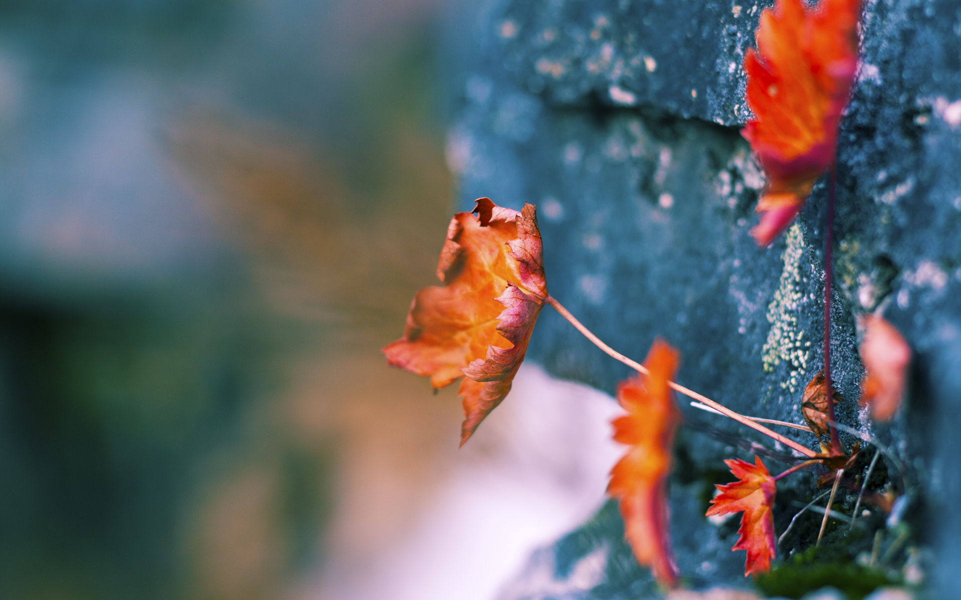 巴黎街巷中的双重奏，当梅西的爆发遇见塞内加尔节奏