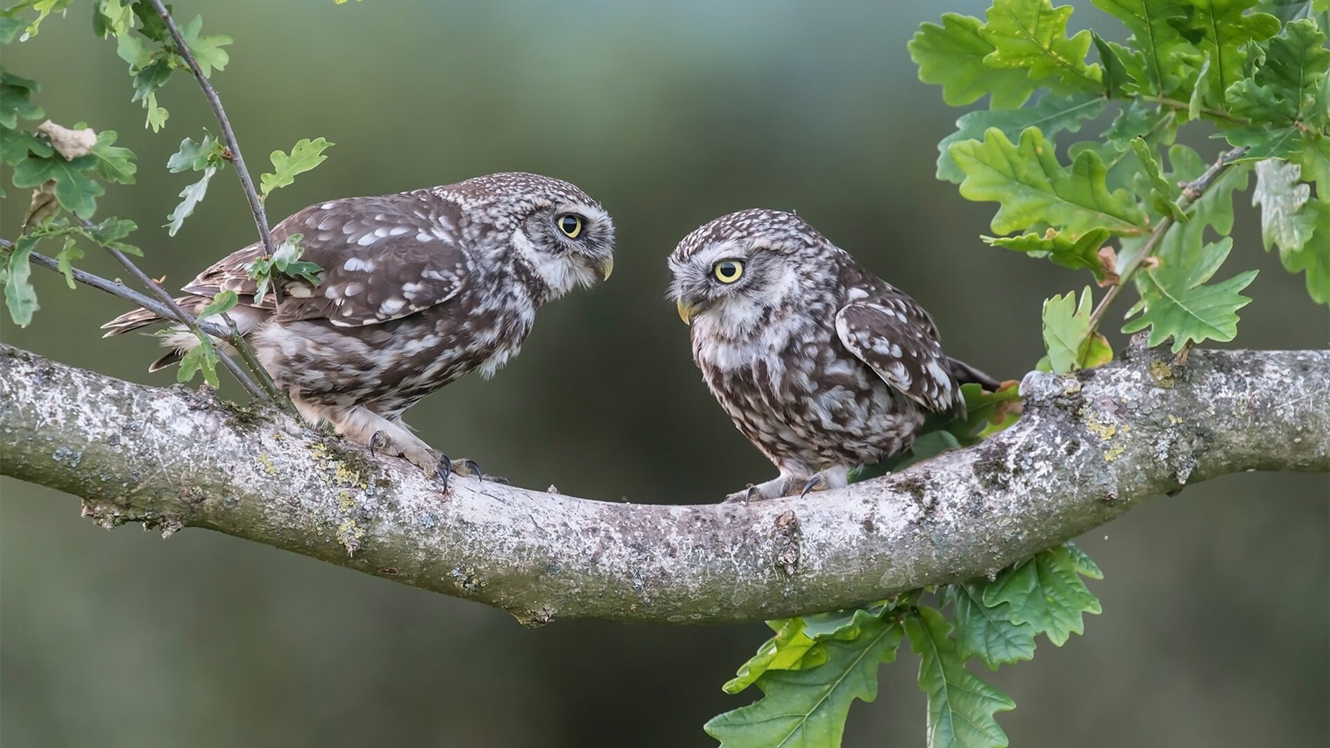 东决关键战之夜,圣城蛛网,文班亚马如何用防守织就特洛伊木马