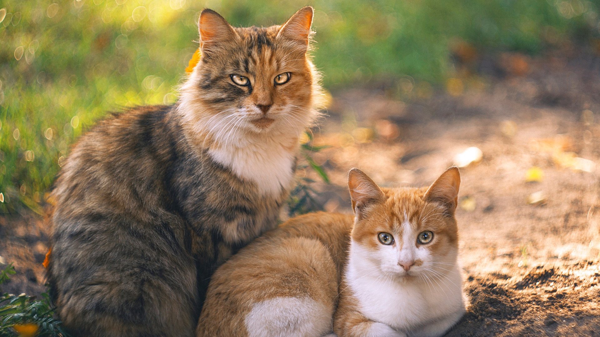 东决关键战之夜,圣城蛛网,文班亚马如何用防守织就特洛伊木马
